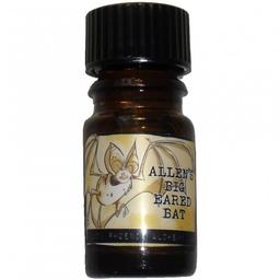 Allen's Big Eared Bat