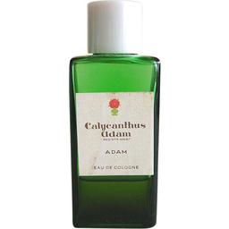 Calycanthus