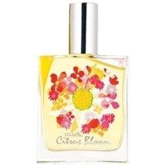 Citrus Bloom