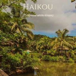 Haikou