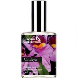 Orchid Collection - Cattleya