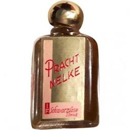 Prachtnelke