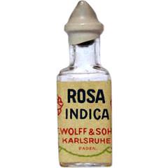 Rosa Indica