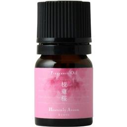 Shidarezakura