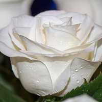 Абсолют белой розы