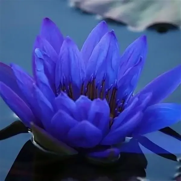 Абсолют голубого лотоса