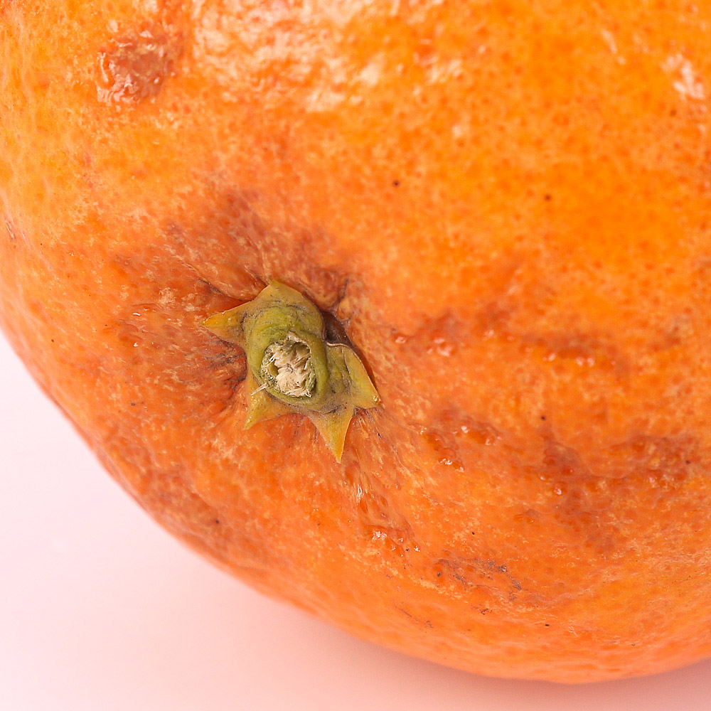 Абсолют египетского апельсинового цвета