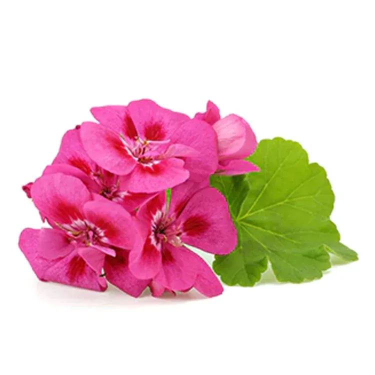 Абсолют египетской герани