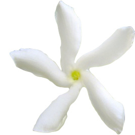 Абсолют звездчатого жасмина