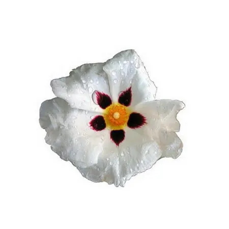 Абсолют испанского лабданума