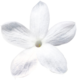 Абсолют итальянского жасмина