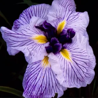 Абсолют китайского ириса