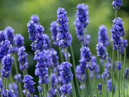 Абсолют лаванды