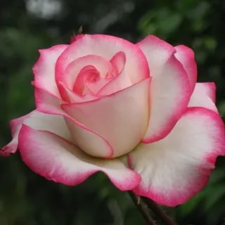 Абсолют майской розы