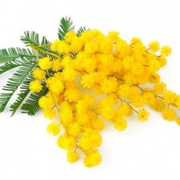 Абсолют мимозы