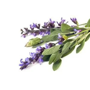 Абсолют мускатного шалфея