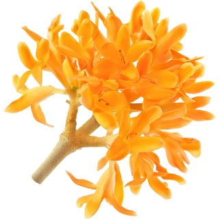 Абсолют османтуса Orpur®