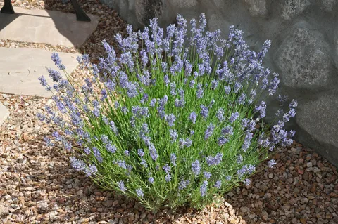 Абсолют провансальской лаванды
