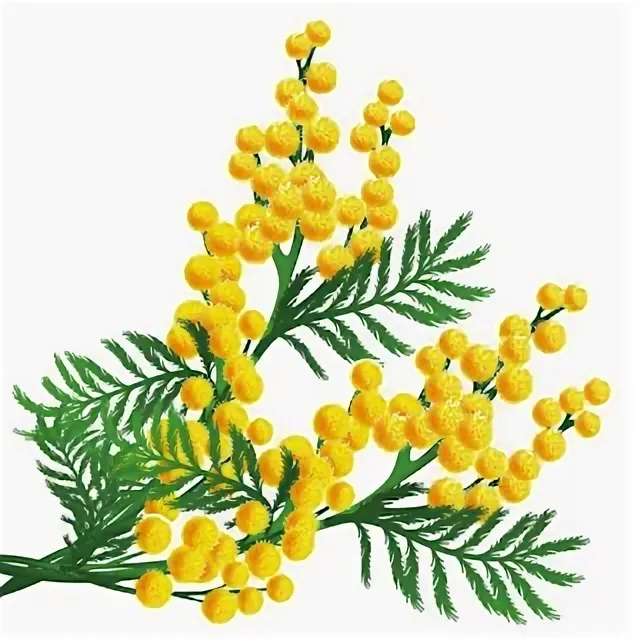 Абсолют провансальской мимозы