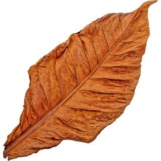 Абсолют табака Берли