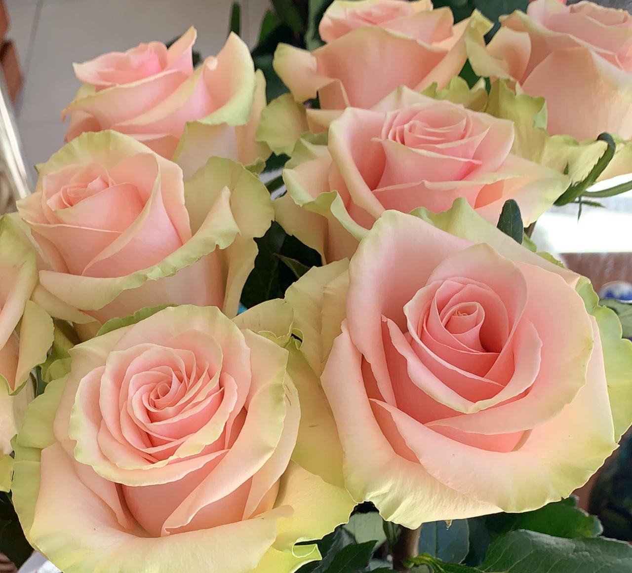 Абсолют турецкой розы