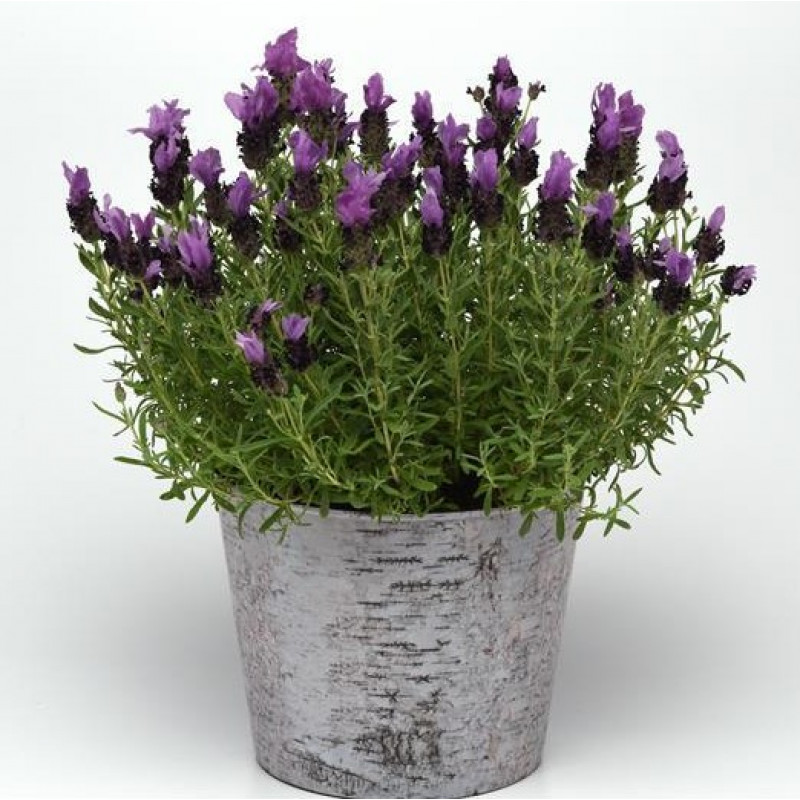 Абсолют французской лаванды