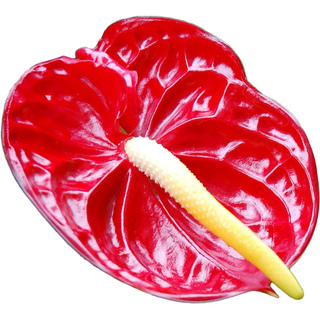 Абсолют цветка фламинго