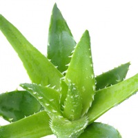 Алоэ