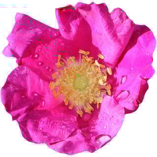 Американская Роза Ругоза восемь