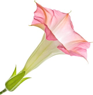 Ангельская труба