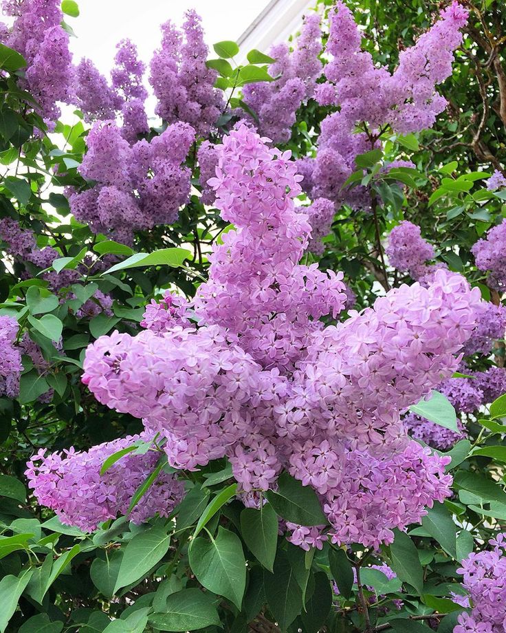 Английская сирень