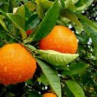 Апельсиновый цвет