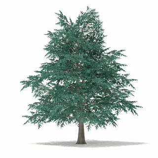 Атласский кедр