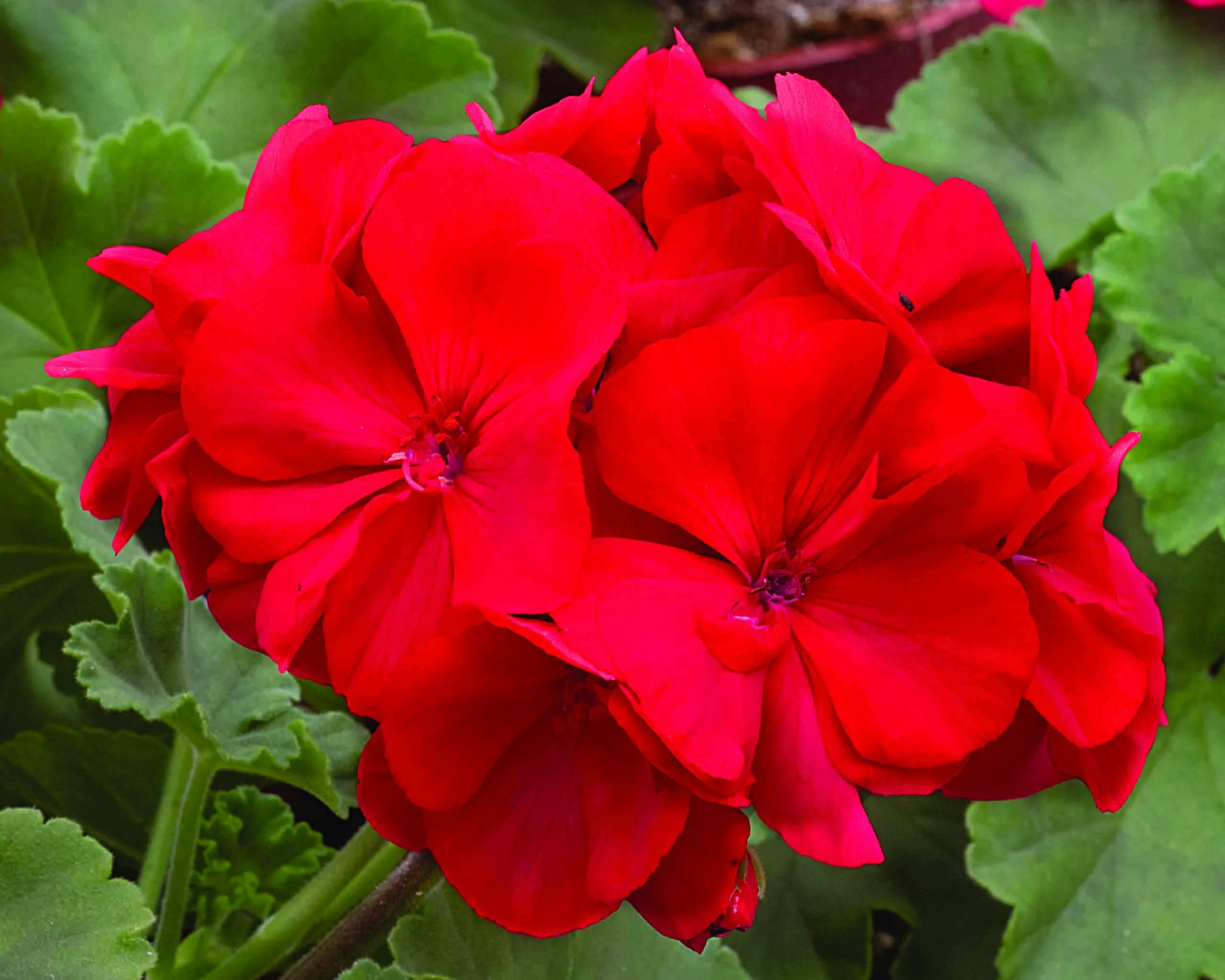 Африканская герань