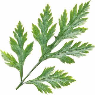 Африканская полынь