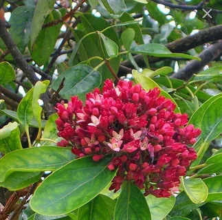 Африканский сандал