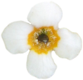 Бабочка куст