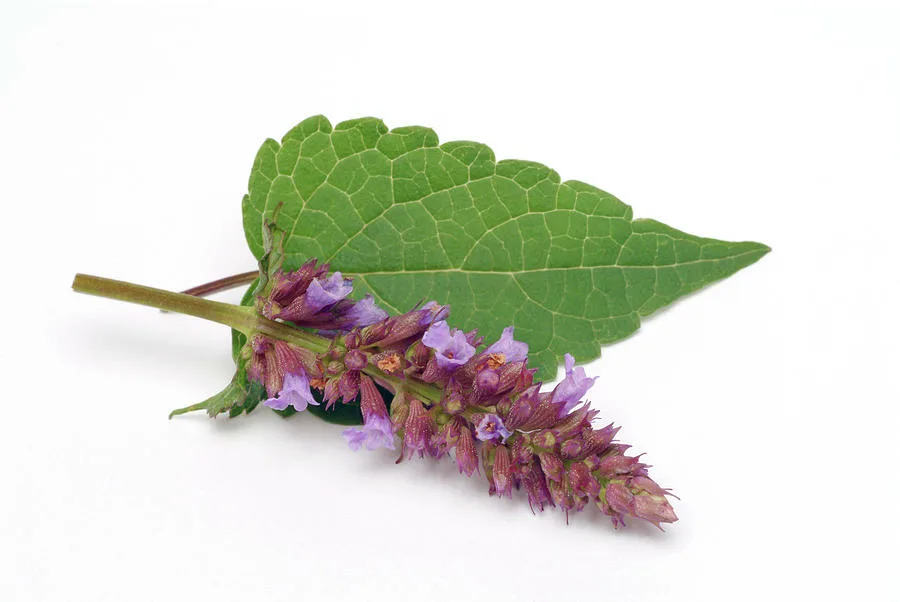 Балийские пачули