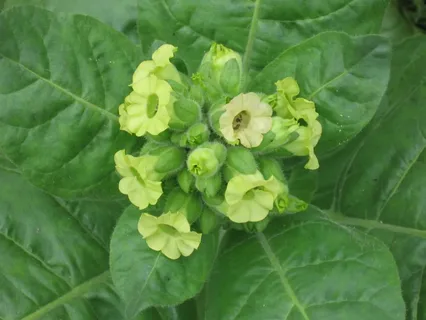 Балканский табачный цветок