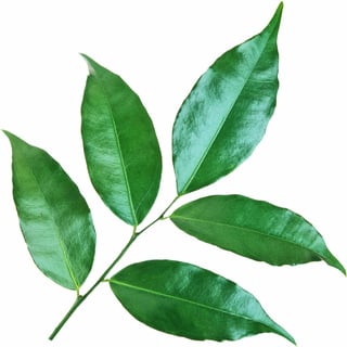 Бальзаминовое дерево