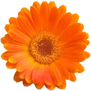 Бархатцы в горшке