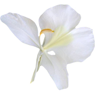 Белая имбирная лилия