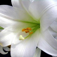 Белая лилия