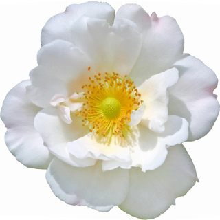 Белая мускусная роза