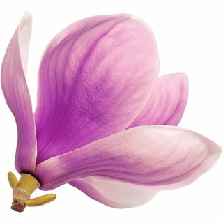 Блюдце магнолии