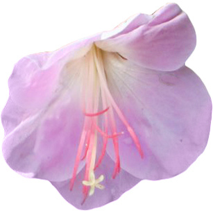 Болгарская герань