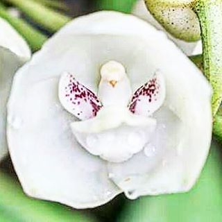 Бразильская орхидея