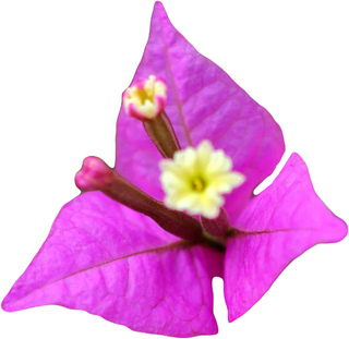 Бугенвиллия