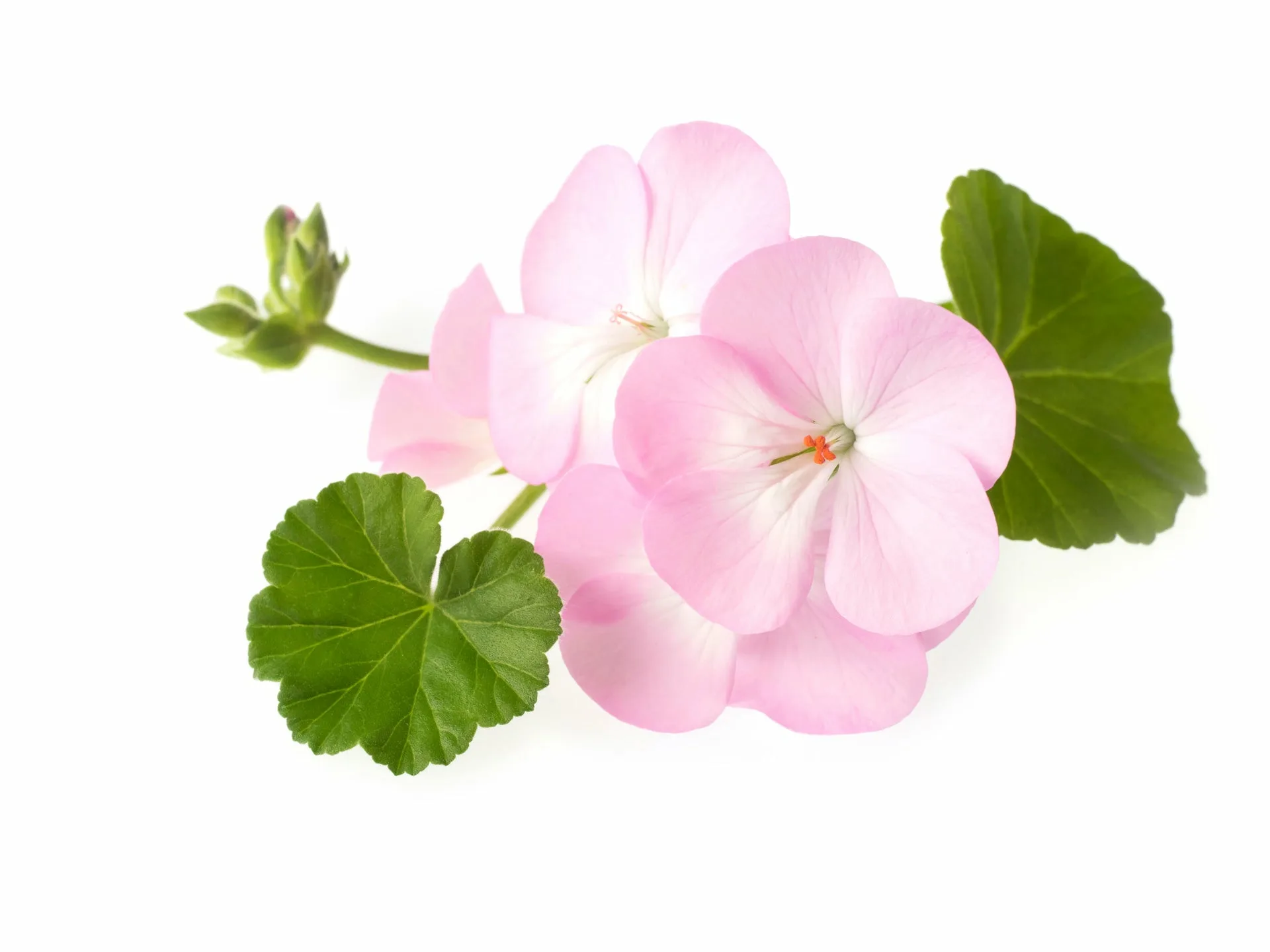 Бурбонская герань