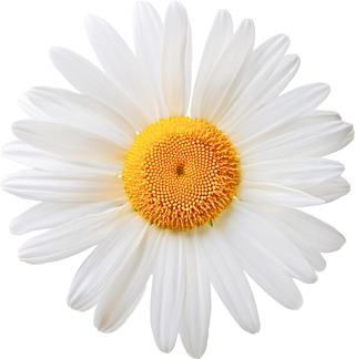 Бычья ромашка